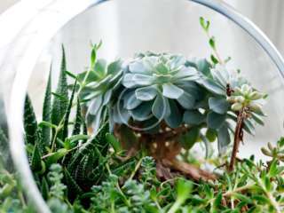 Terrarium Planter Table Runner