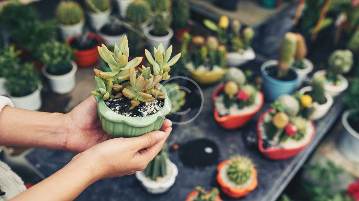 Are Your Houseplants Happy?