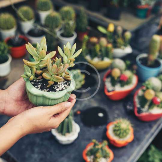 Are Your Houseplants Happy?