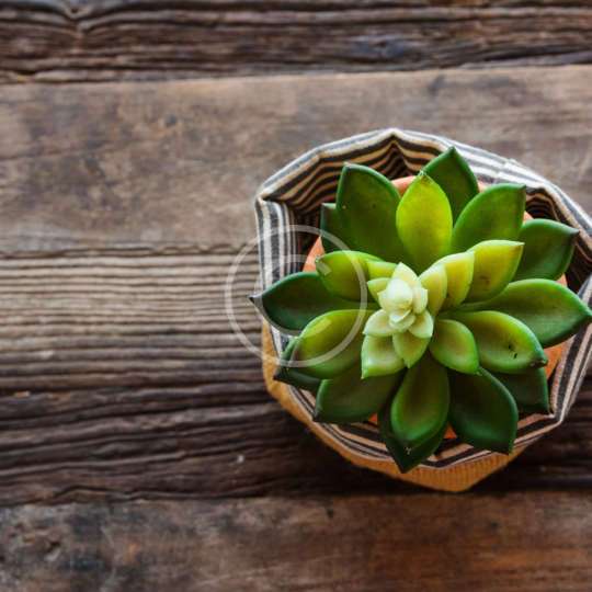 Houseplants as Old Friends