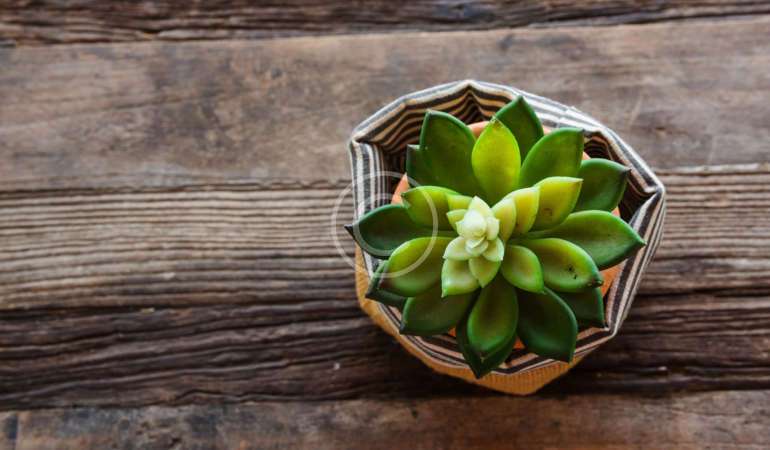 Houseplants as Old Friends