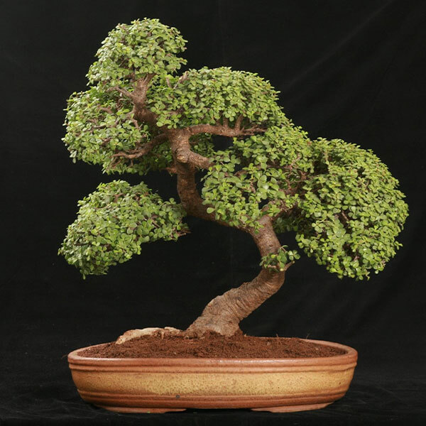 Jade Bonsai Praniprav The Pot Shop